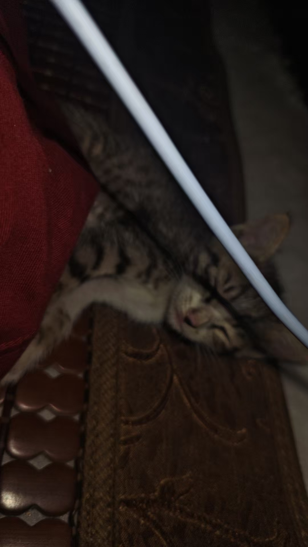 布偶猫加一只小狸花